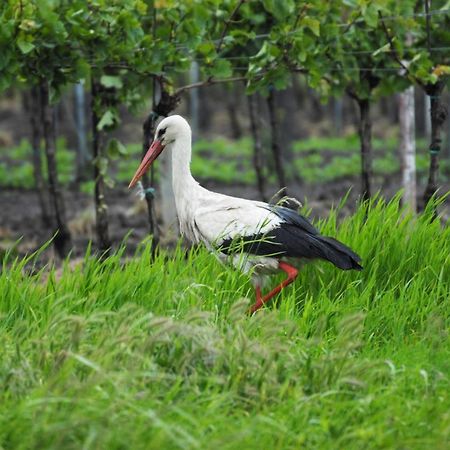 Pension & Weingut Storchenblick Illmitz Luaran gambar