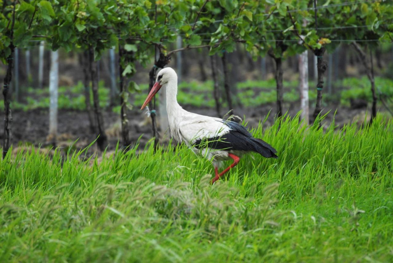 Pension & Weingut Storchenblick Illmitz Luaran gambar